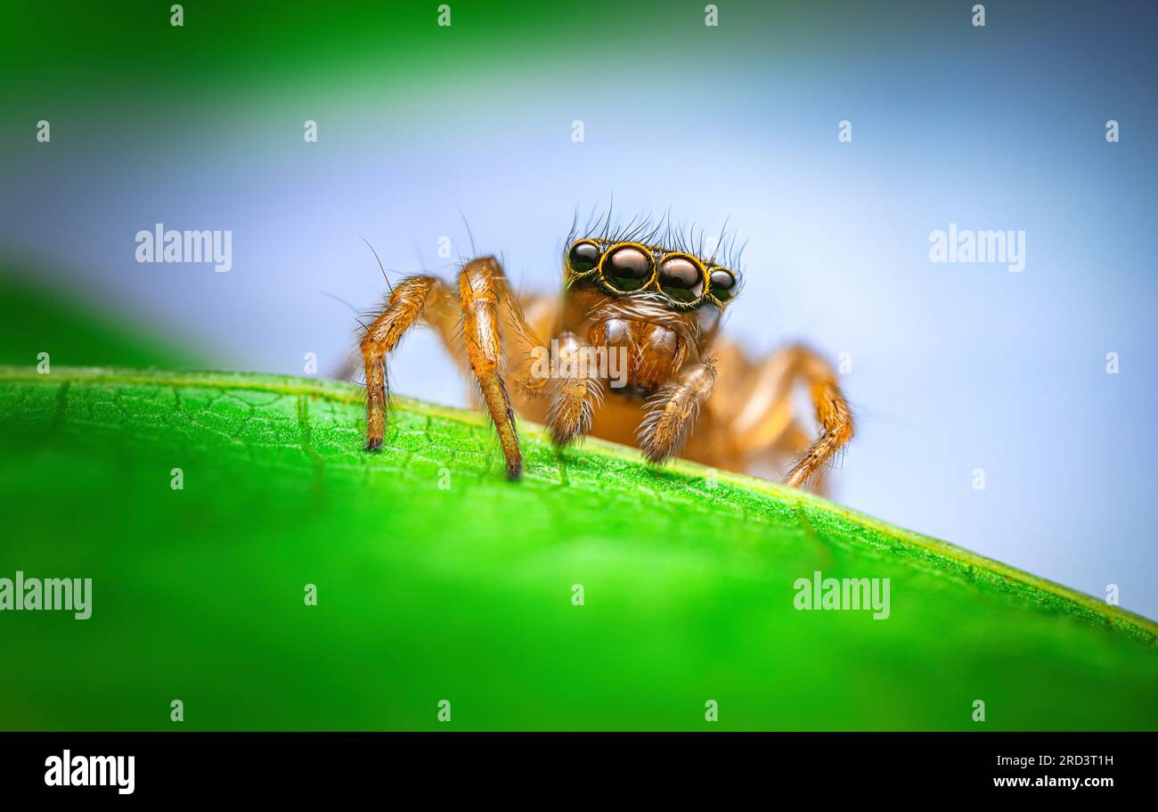 Jumping spider macro closeup on a green leaf Stock Photo