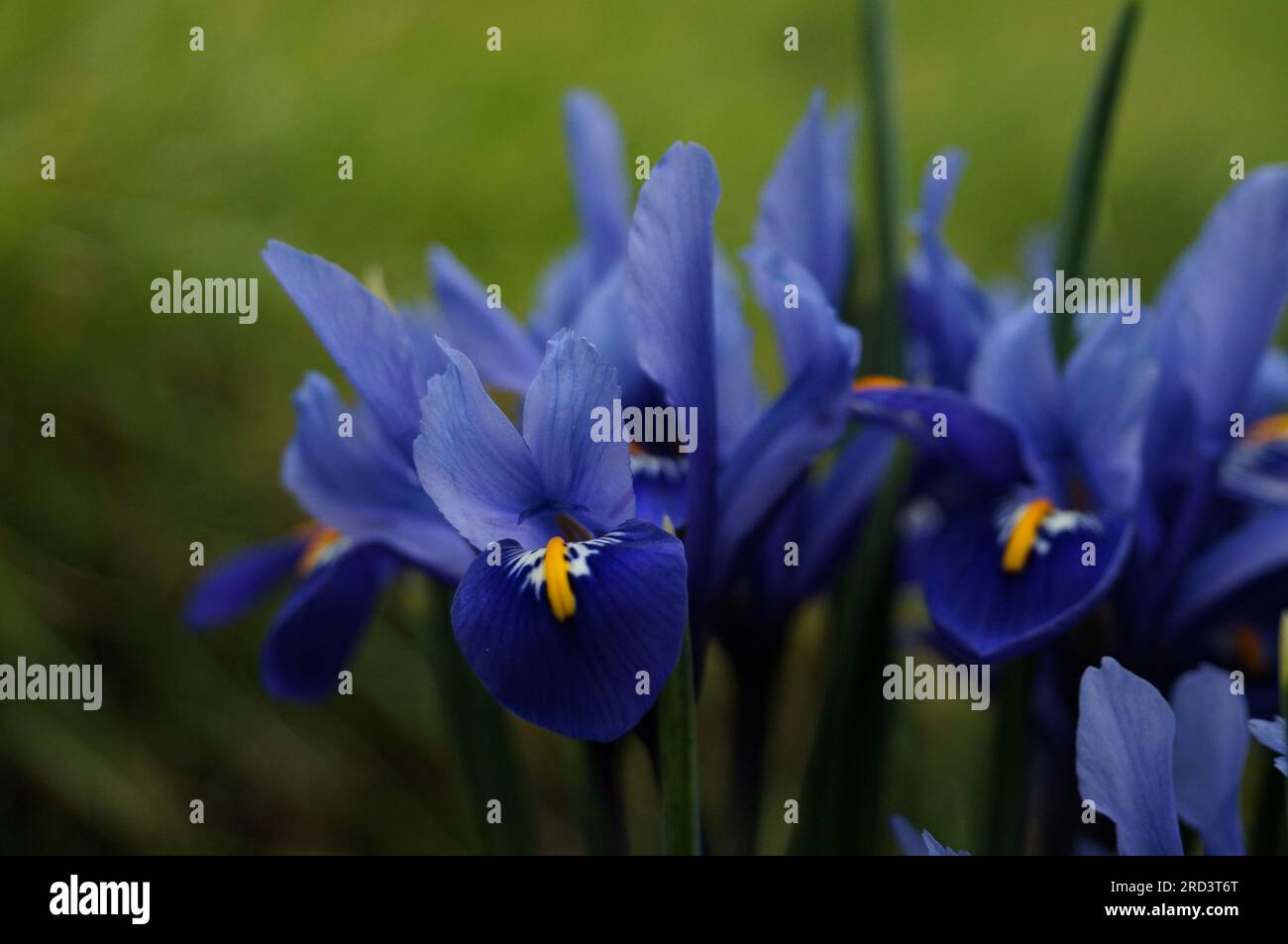 Flowers that mean royalty hires stock photography and images Alamy