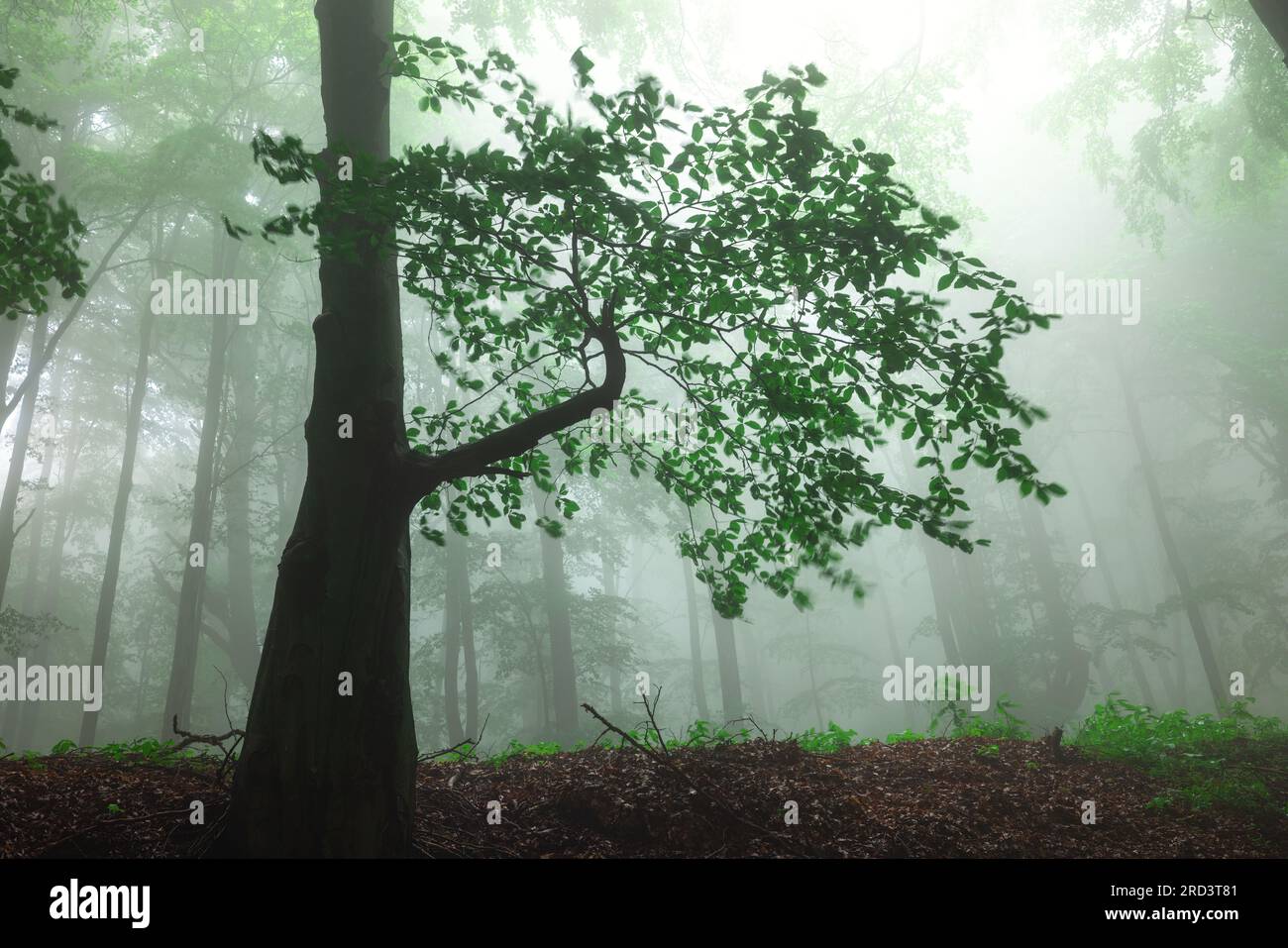 Big tree in the evening park hi-res stock photography and images - Alamy