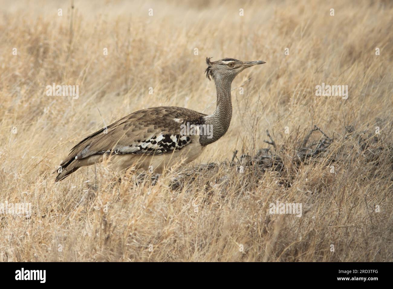 Ardeotis kori kori hi-res stock photography and images - Alamy
