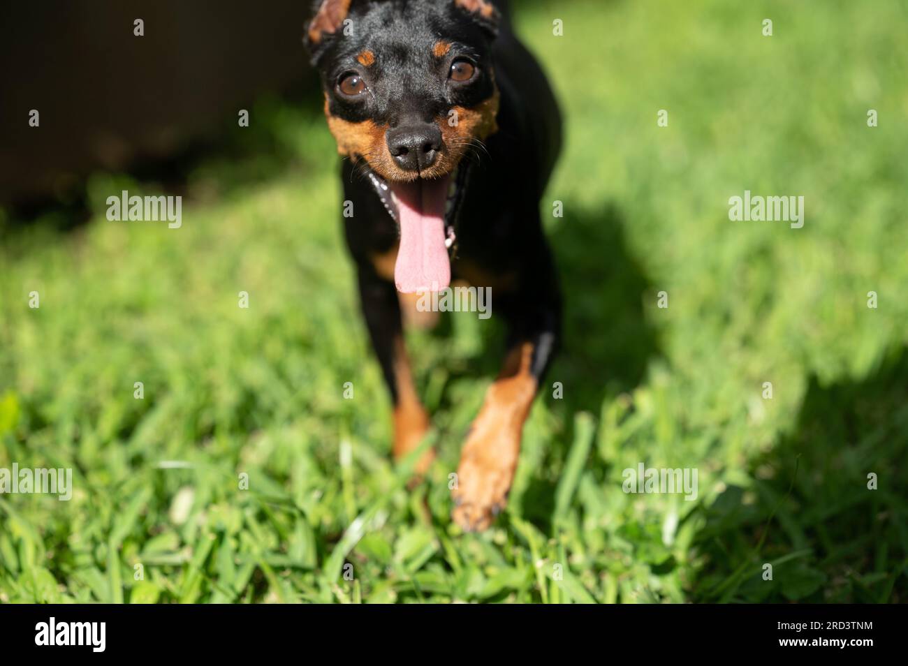 Portrait of pincher dog on blurred grass background Stock Photo Alamy