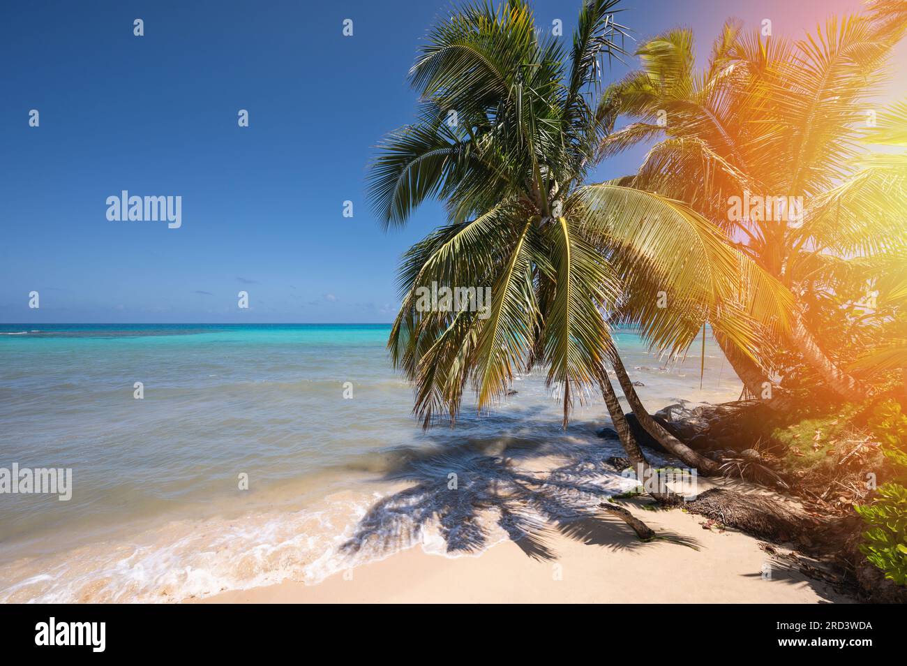 Paradise tropical  beach background. Palm tree sunny panoramic destination Stock Photo