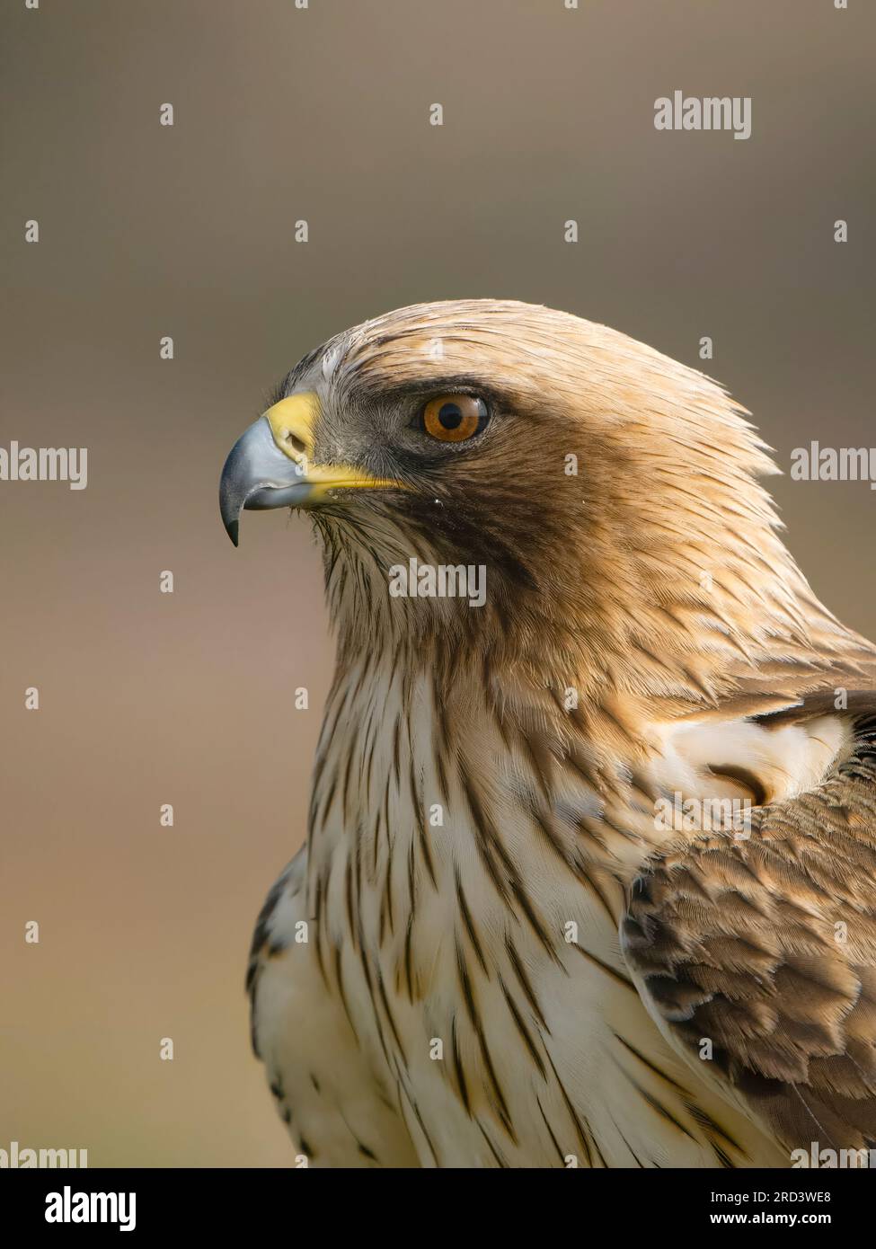 Booted eagle, Hieraaetus pennatus, single bird head shot, Spain, July ...