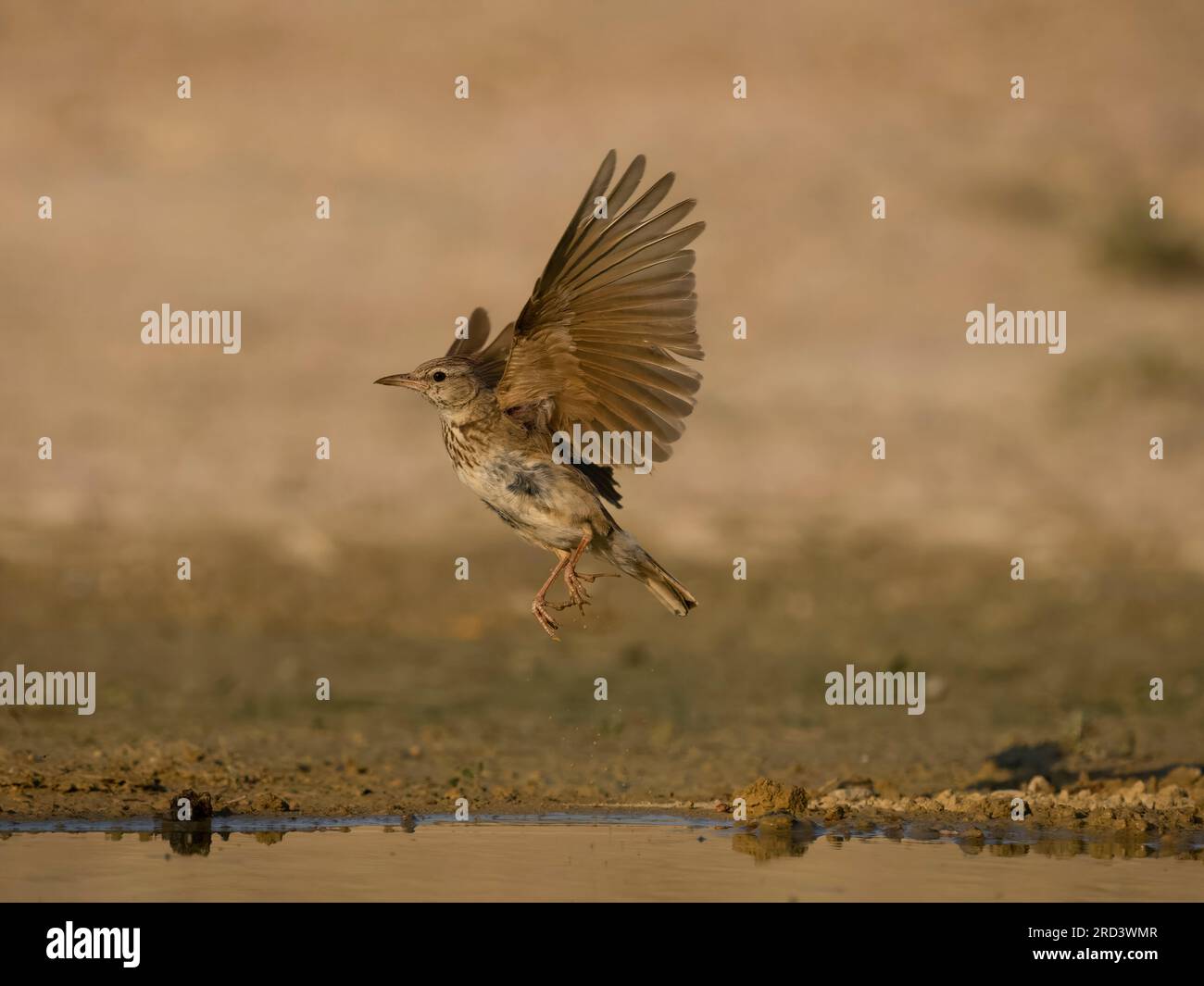 Crested lark, Galerida cristata, single bird in flight by water, Spain ...