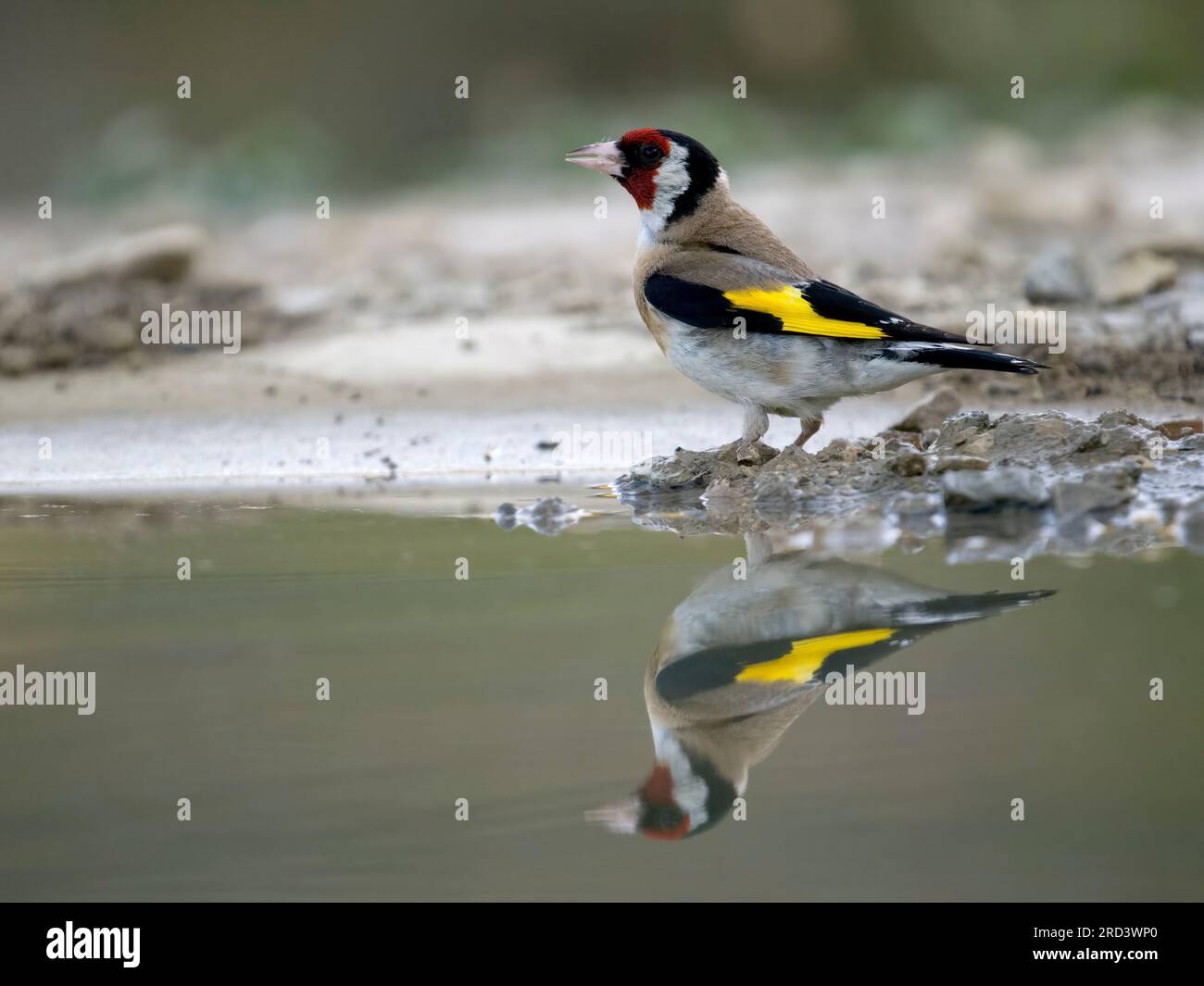 Goldfinch, Carduelis carduelis, single bird by water, Spain, July 2023 Stock Photo