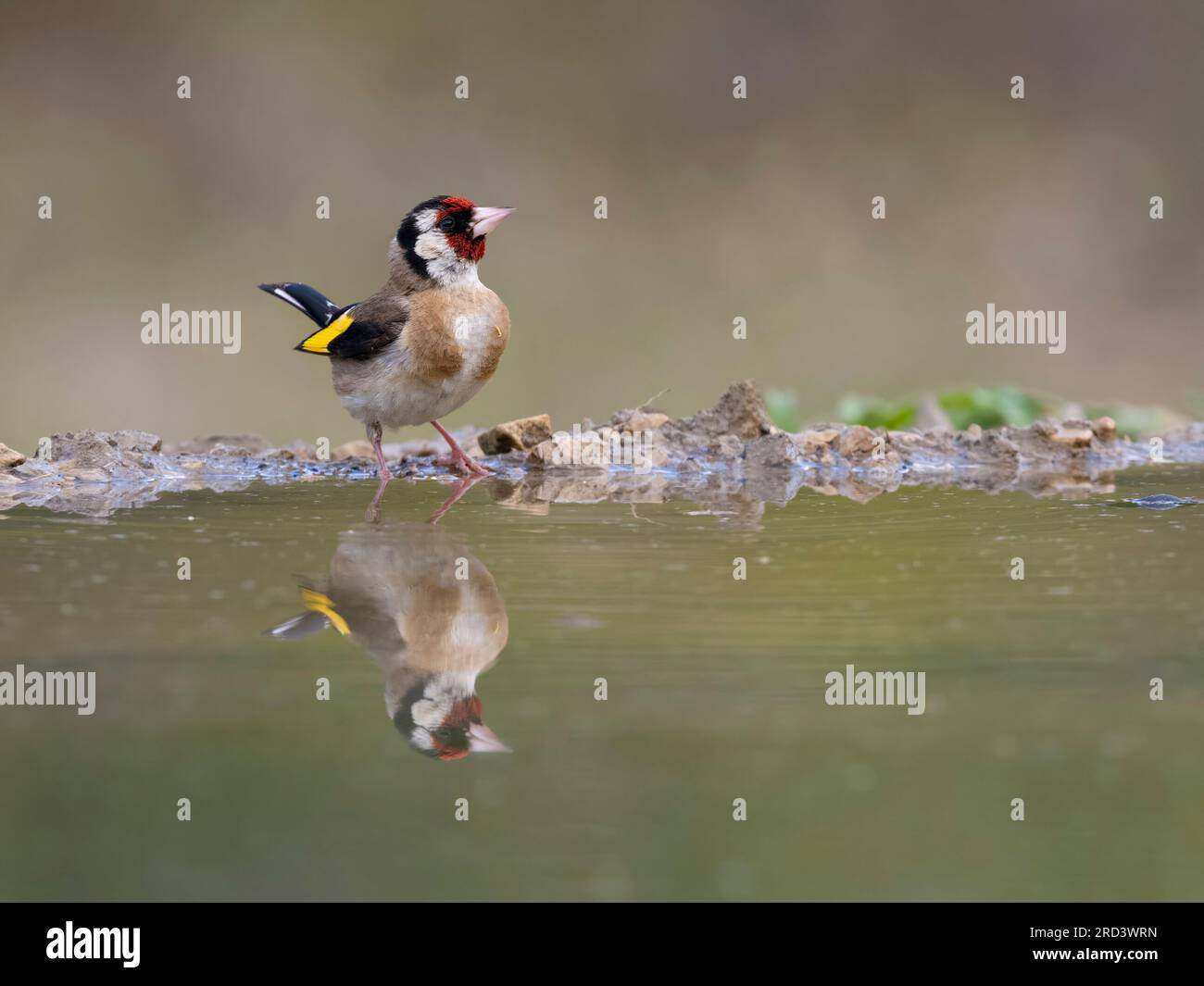 Goldfinch, Carduelis carduelis, single bird by water, Spain, July 2023 Stock Photo