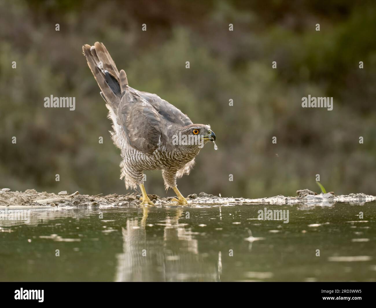 Goshawk, Accipiter gentilis, single bird by water, Spain, July 2023 Stock Photo