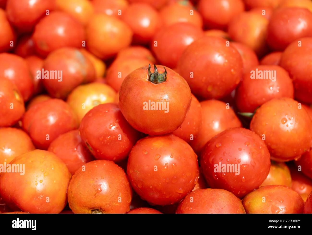 Vendor selling tomatoes in his vegetable stall, waiting for customers
