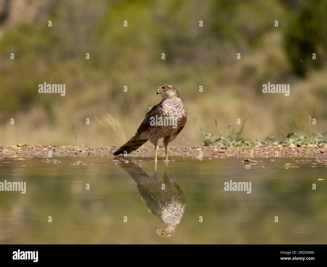 Sparrowhawk, Accipiter nisus, single bird by water, Spain, July 2023 Stock Photo
