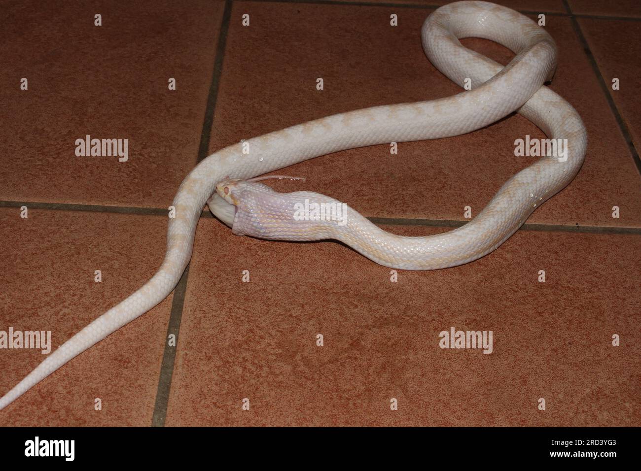 View of This is one of my Cornsnakes. Feeding dead mice Stock Photo - Alamy