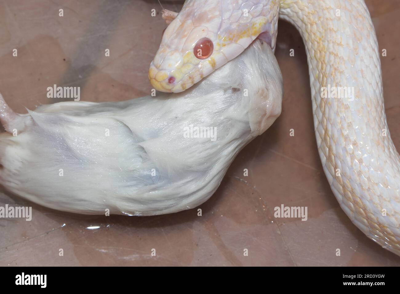 Image showcasing Cornsnake cornsnakes snake hi-res stock photography and images - Alamy