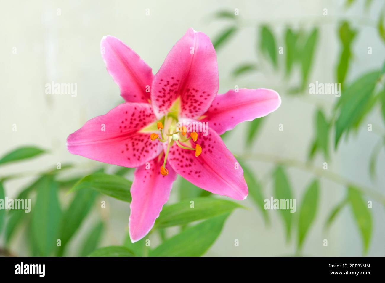 Close up pink trumpet lily with isolated green leaves background. Stock Photo