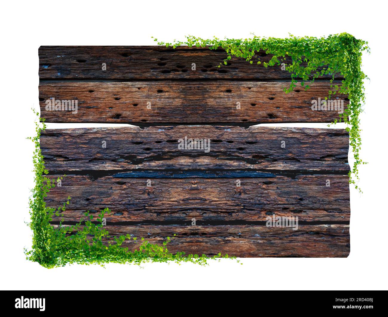 Dark brown antique plank frame background with tropical leaves and climbing vines on the edge of the plank. Stock Photo