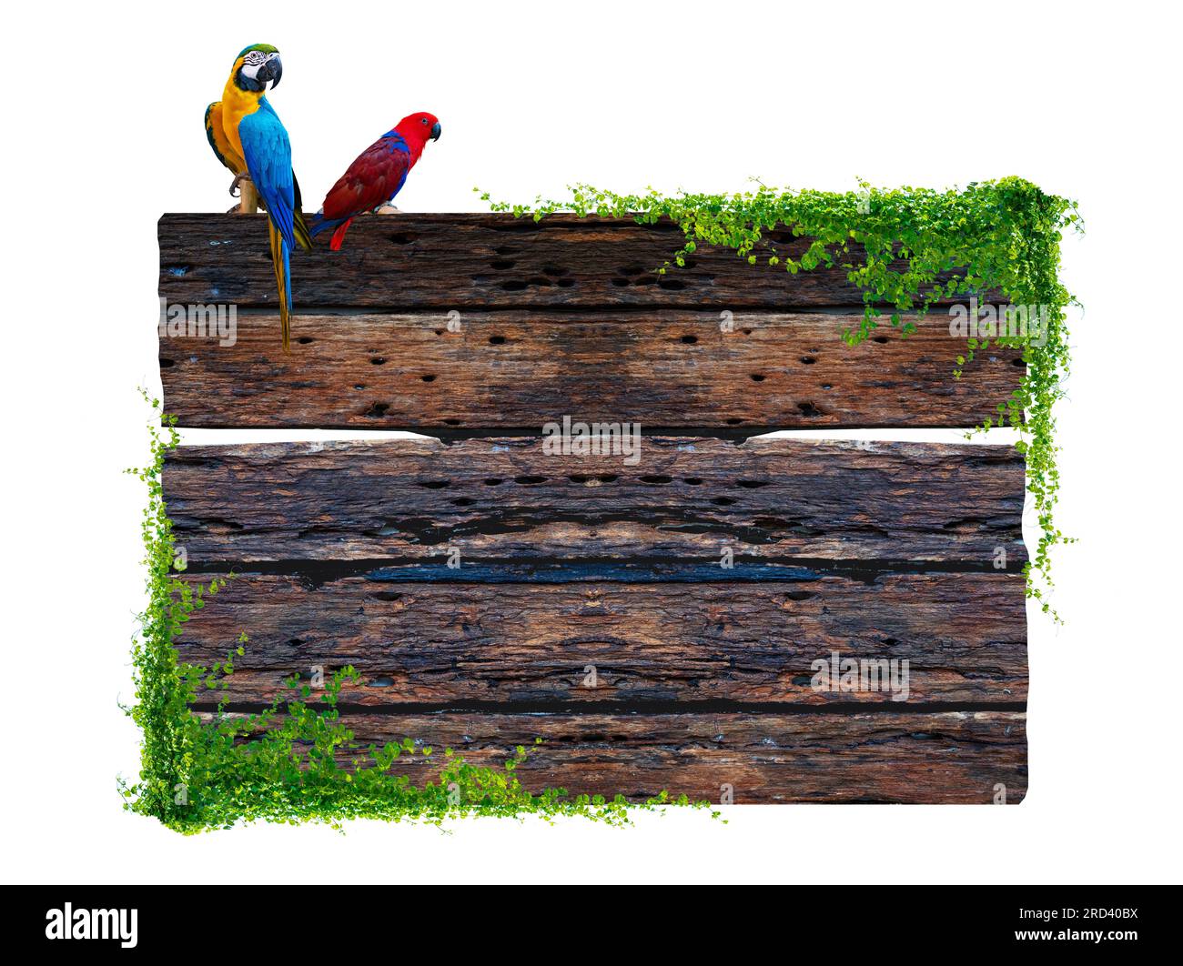 Dark brown antique plank frame background with tropical leaves and vines climbing the edge of the plank and perched on a macaw. Isolate Stock Photo