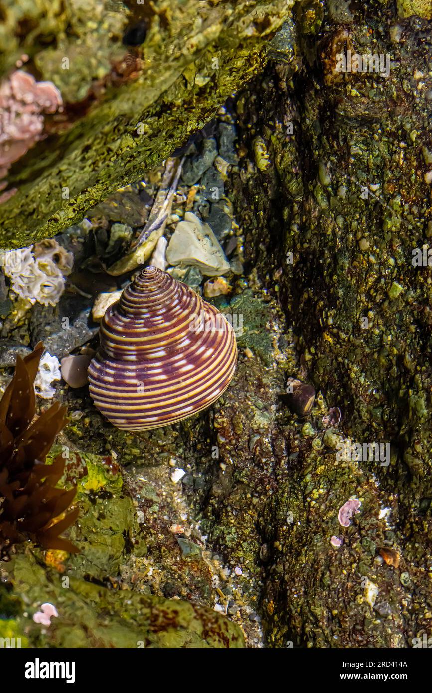 Blue-Ringed Top Snail, Calliostoma ligatum, on rocks at Point of Arches, Olympic National Park, Washington State, USA Stock Photo