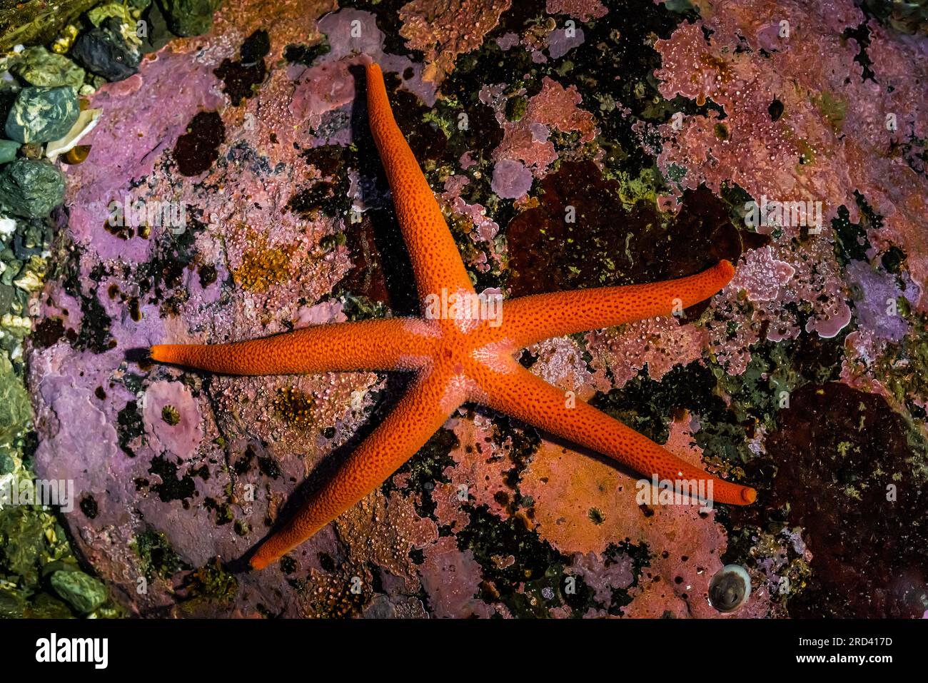 Pacific Blood Star, Henricia spp, Point of Arches, Olympic National Park, Washington State, USA Stock Photo