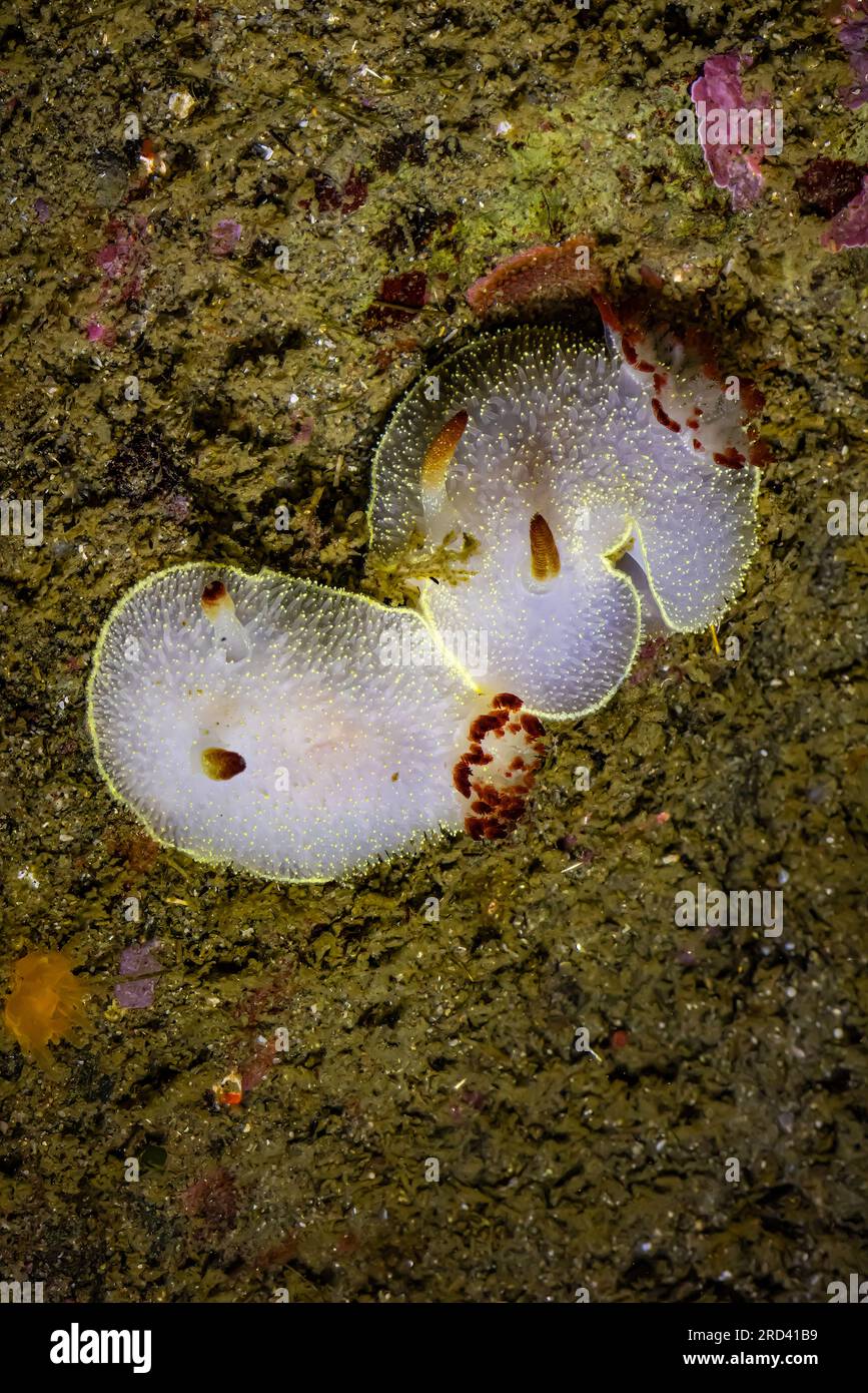 Nanaimo Dorid, Acanthodoris nanaimoensis, mating (probably) in a tide pool at Point of Arches, Olympic National Park, Washington State, USA Stock Photo
