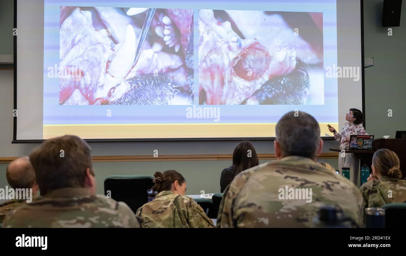 Maria Soltero-Rivera, University of California Davis School of Veterinary Medicine surgical and radiological sciences assistant professor, discusses canine oral health as a part of the first military working dog (MWD) oral health joint symposium between Travis Air Force Base and UC Davis School of Veterinary Medicine in Davis, California, June 28, 2023. The discussions ranged from the ideal chew toys to different severity levels of tooth fractures in dogs. Stock Photo
