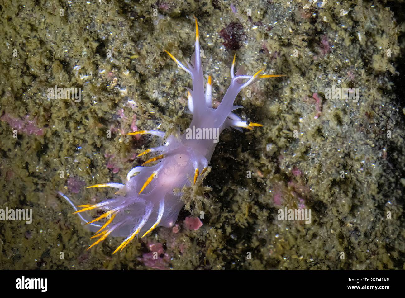 White Dendronotid, Dendronotus albus, feeding on a hydroid in a tide pool at Point of Arches, Olympic National Park, Washington State, USA Stock Photo