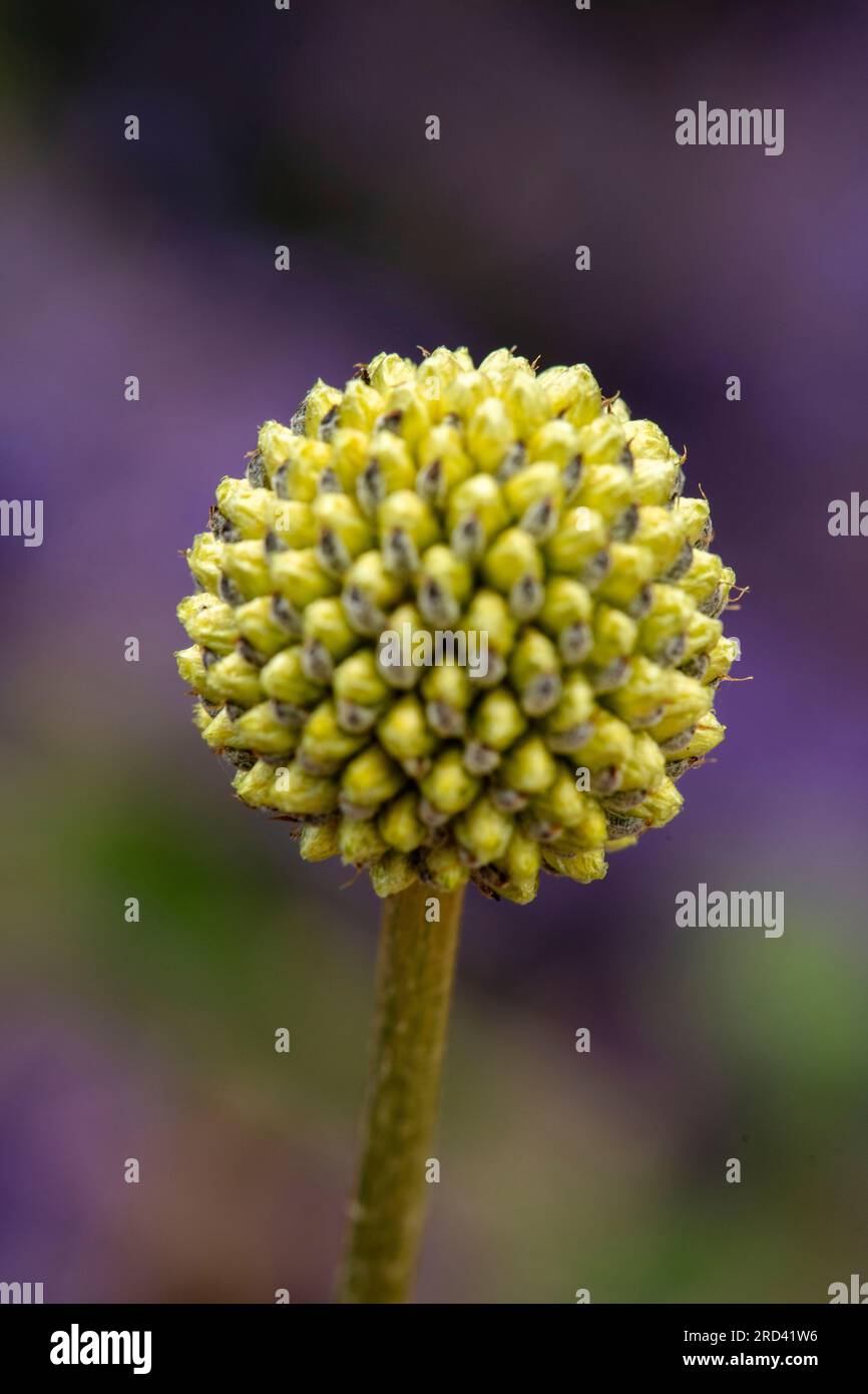 Natural close up flowering plant portrait of the intriguing Craspedia Globosa, in lovely summer sunshine Stock Photo