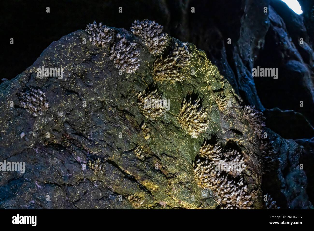 Leaf Barnacles, Pollicipes polymerous, attached to rock in sea cave at Point of Arches, Olympic National Park, Washington State, USA Stock Photo