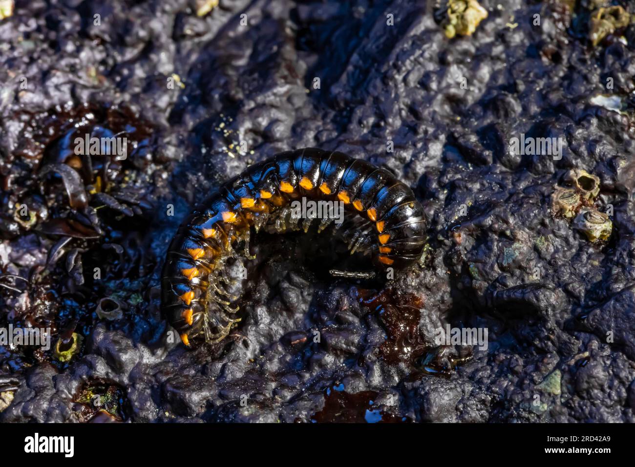Yellow-spotted Millipede, Harpaphe haydeniana, at Point of Arches, Olympic National Park, Washington State, USA Stock Photo