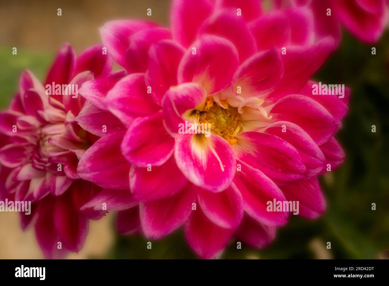 Natural Very Close Up Flowering Plant Portrait Of Dahlia Louise