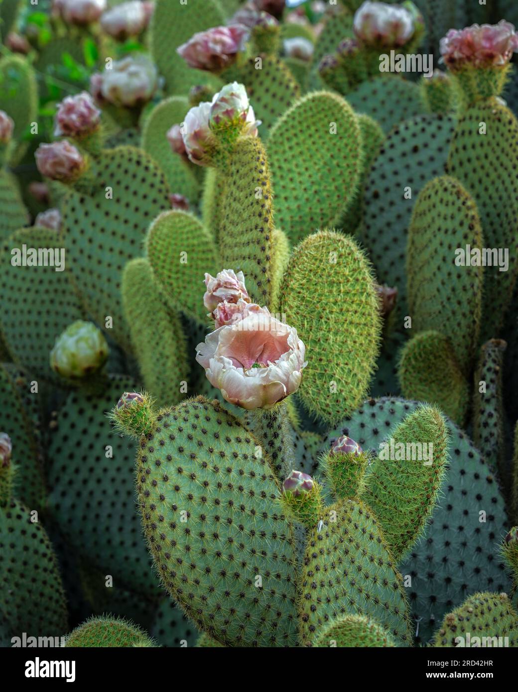 flowering of prickly pear, opuntia ficus indica. Abruzzo, italy, europe Stock Photo