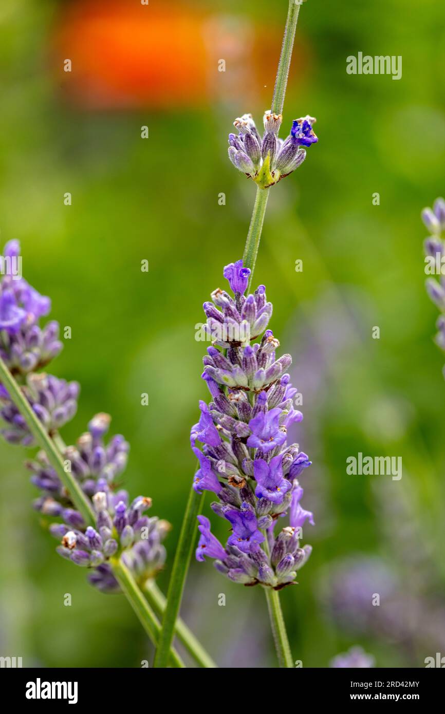 Natural very close up flowering plant portrait of aromatic Lavender Stock Photo