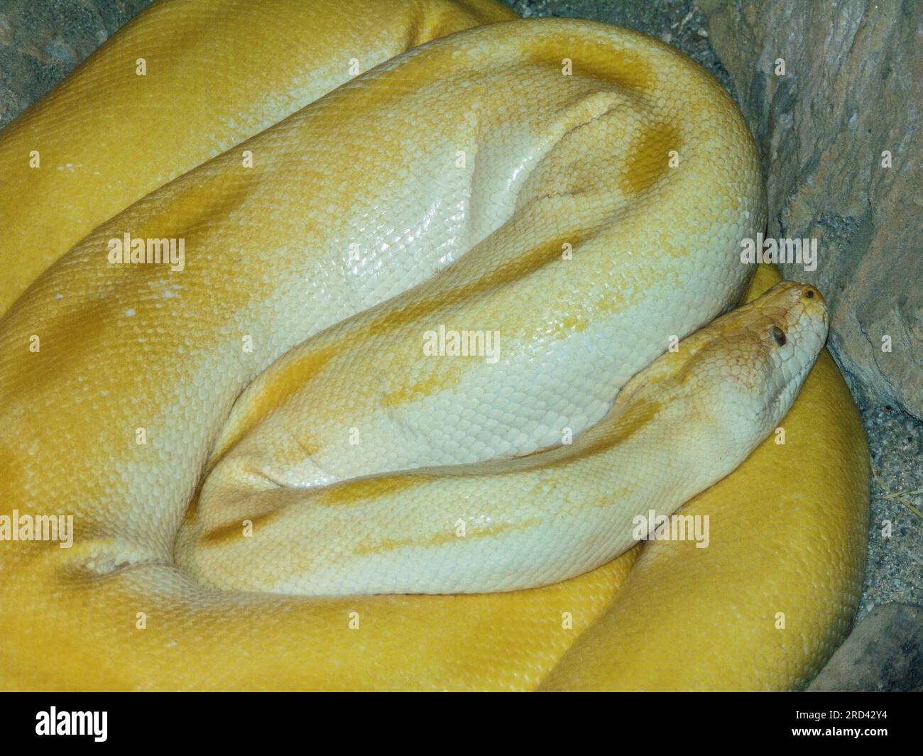 Yellow snake. Closeup view. Macro Stock Photo - Alamy