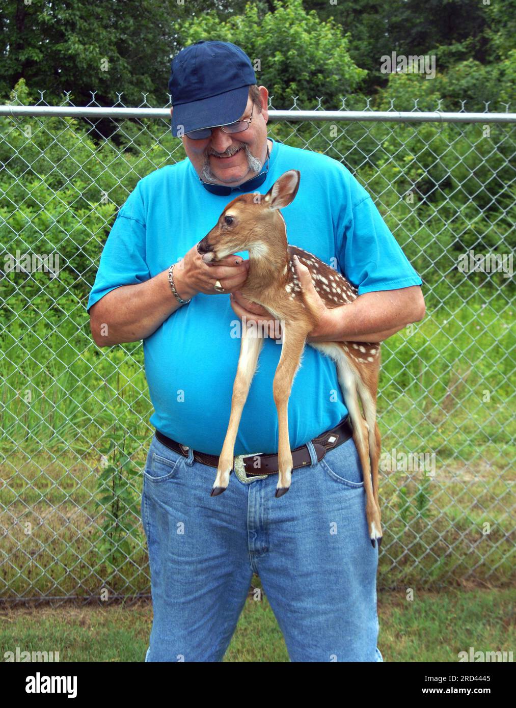 Tiny baby fawn is held by mature male who is raising it. Man serves as