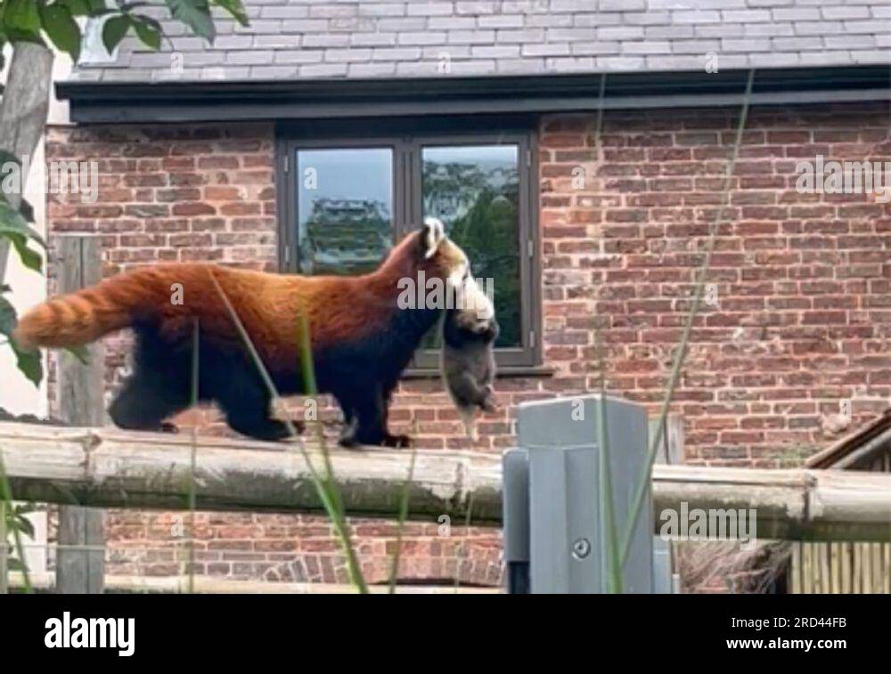 Undated handout photo issued by West Midlands Safari Park of the safari park's first-ever red panda cub captured on camera for the first time around a month after it was born. The cub was born on June 16 to parents Sanka and Mei Lin. Keepers suspected Mei Lin was due to give birth for the first time after seeing her settle into a nest box in mid-June, before hearing 'tiny squeaks' coming from the box. The tiny cub was then seen as Mei Lin moved it to another nest box. Issue date: Tuesday July 18, 2023. Stock Photo