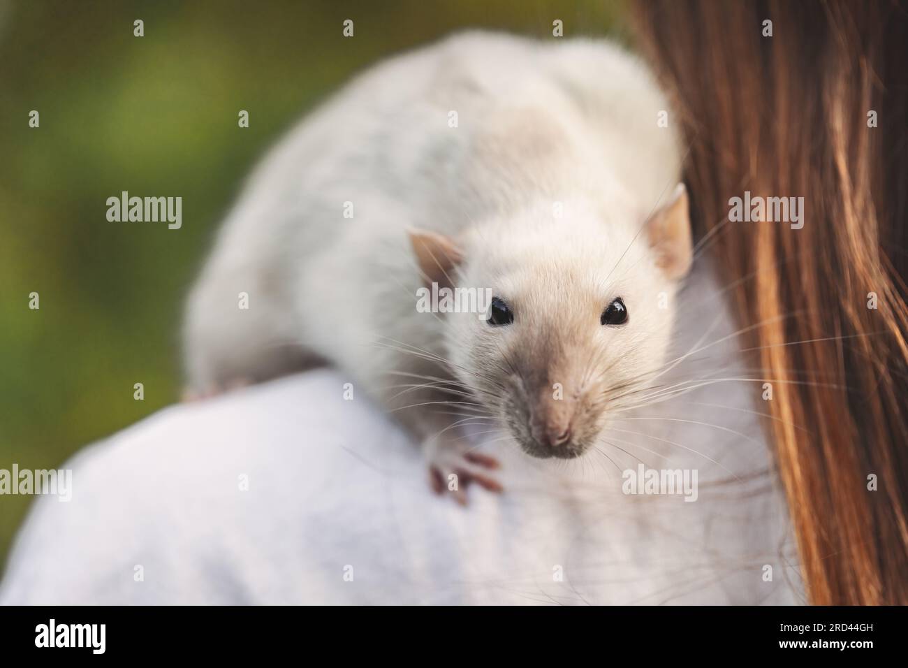 Cute male Dumbo rat, a variety of decorative domestic fancy rat sitting