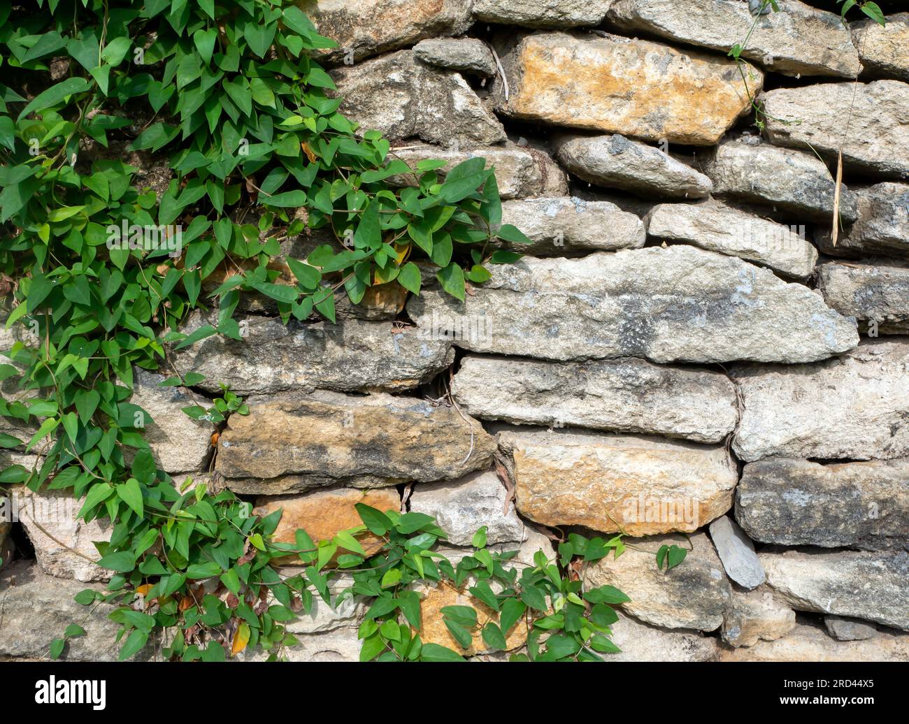 Fart leaves (Paederia foetida) climbing plant, Skunkvine Creeper on the stone wall. Stock Photo