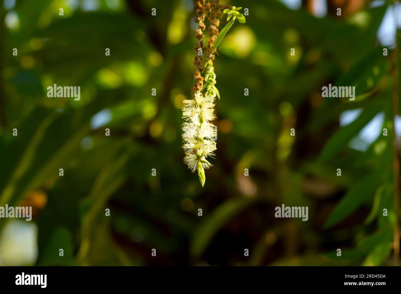 Melaleuca cajuputi flowers, Cjuput, in shallow focus, with blurred background. Stock Photo