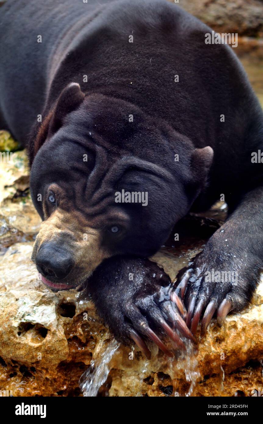 Malayan Sun Bear Snoozes on Rocks Stock Photo