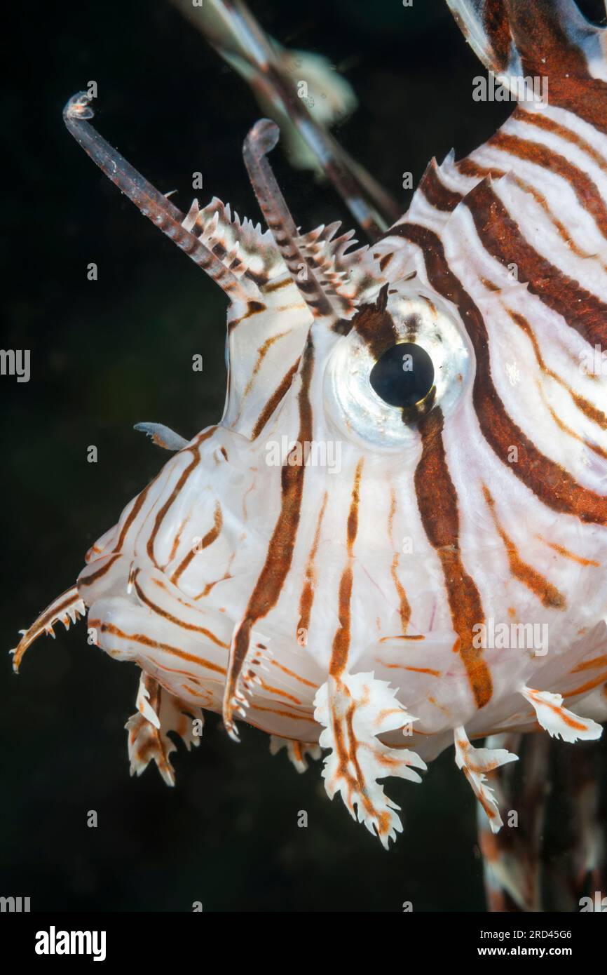 Common Lionfish, Pterois volitans, Raja Ampat, West Papua, Indonesia Stock Photo