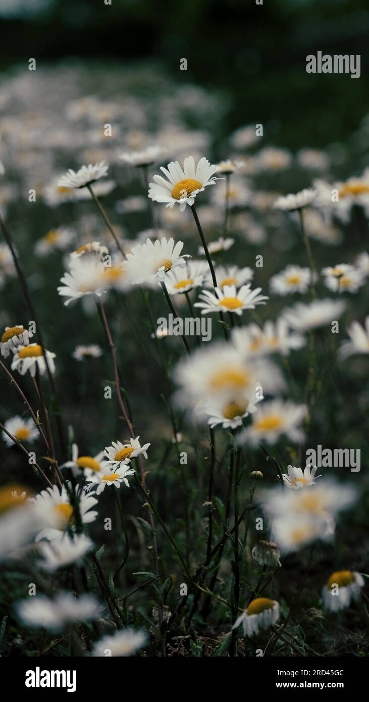 A moody photograph of a field of oxeye daises. Stock Photo