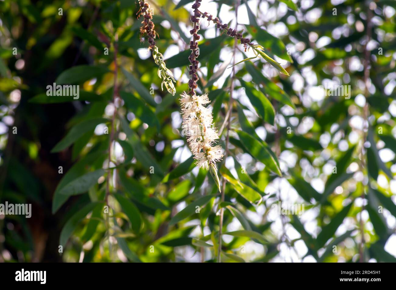 Melaleuca cajuputi flowers, Cjuput, in shallow focus, with blurred background. Stock Photo