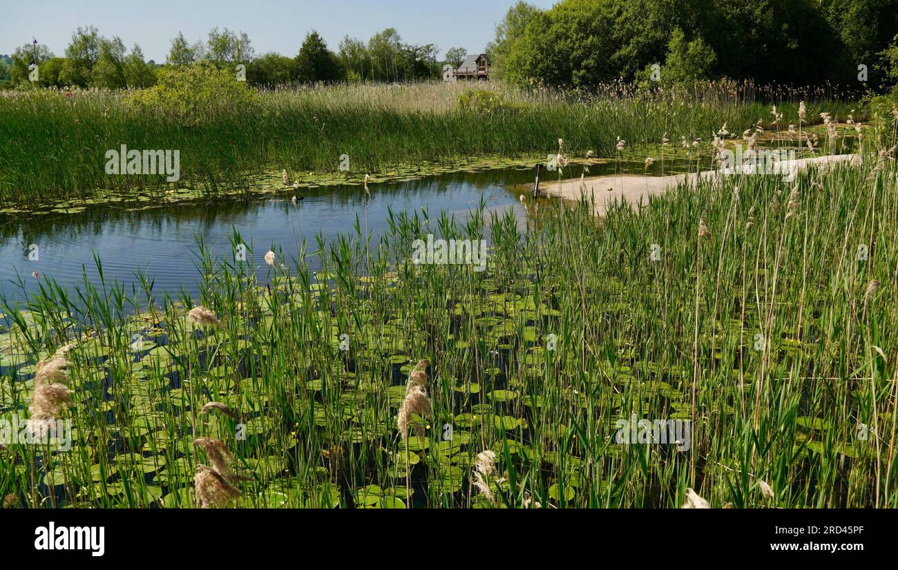 Bright green lily pads floating amongst grasses and reeds on the water ...