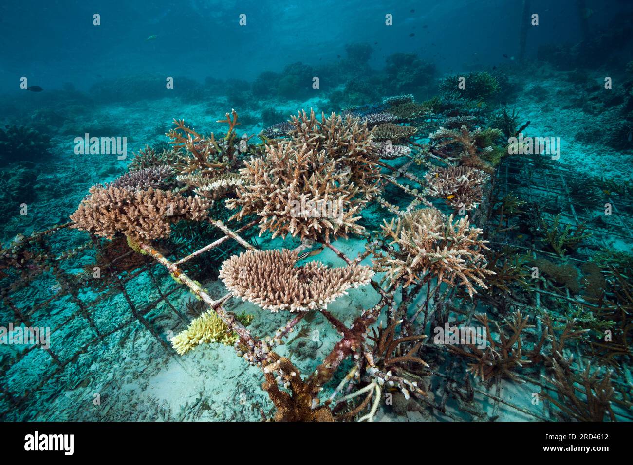 Coral Gardening Project, Raja Ampat, West Papua, Indonesia Stock Photo