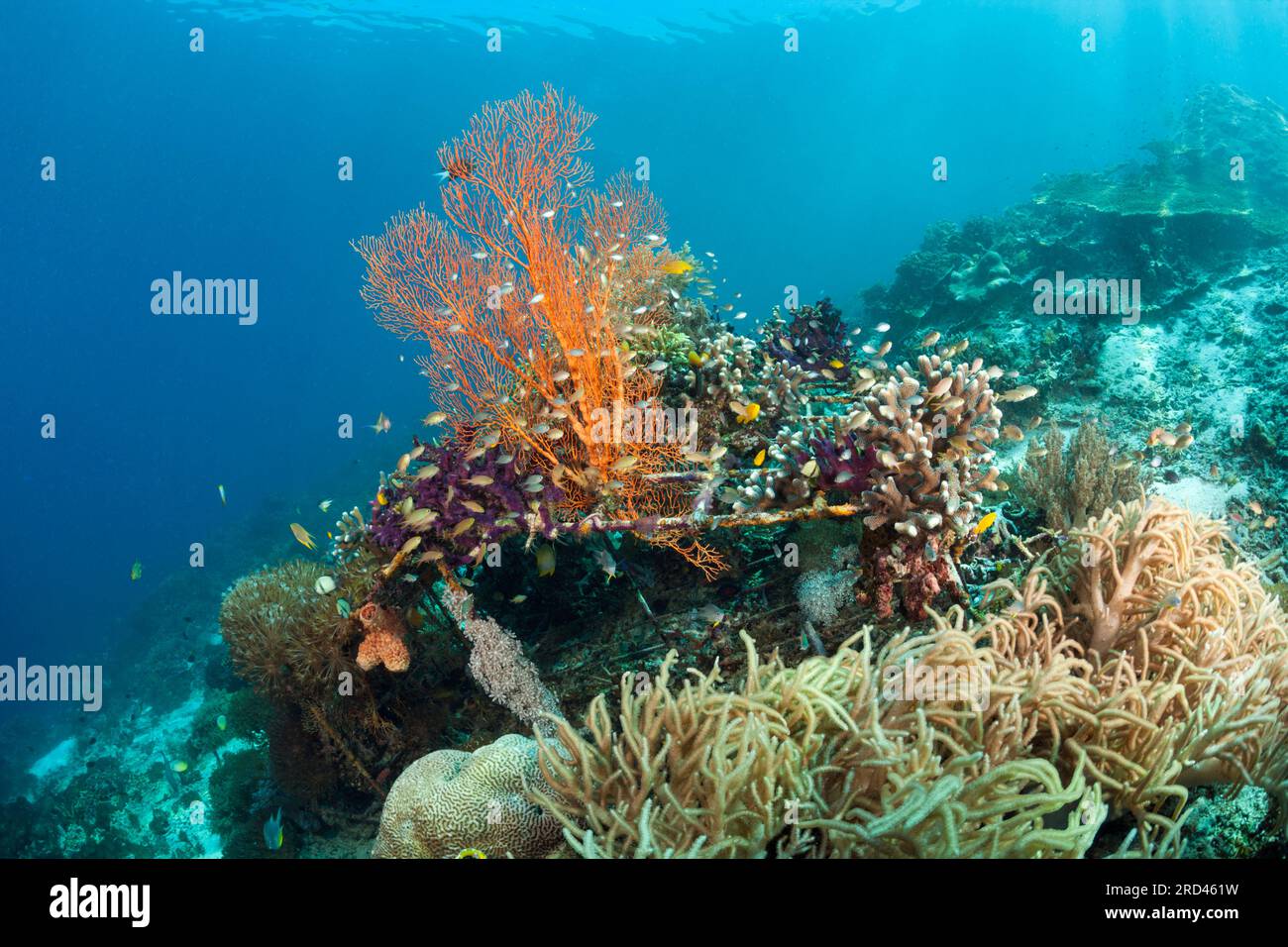 Coral Gardening Project, Raja Ampat, West Papua, Indonesia Stock Photo