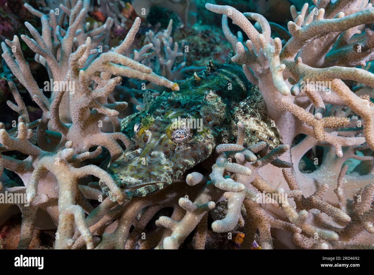 Beauforts crocodilefish, Cymbacephalus beauforti, Raja Ampat, West Papua, Indonesia Stock Photo