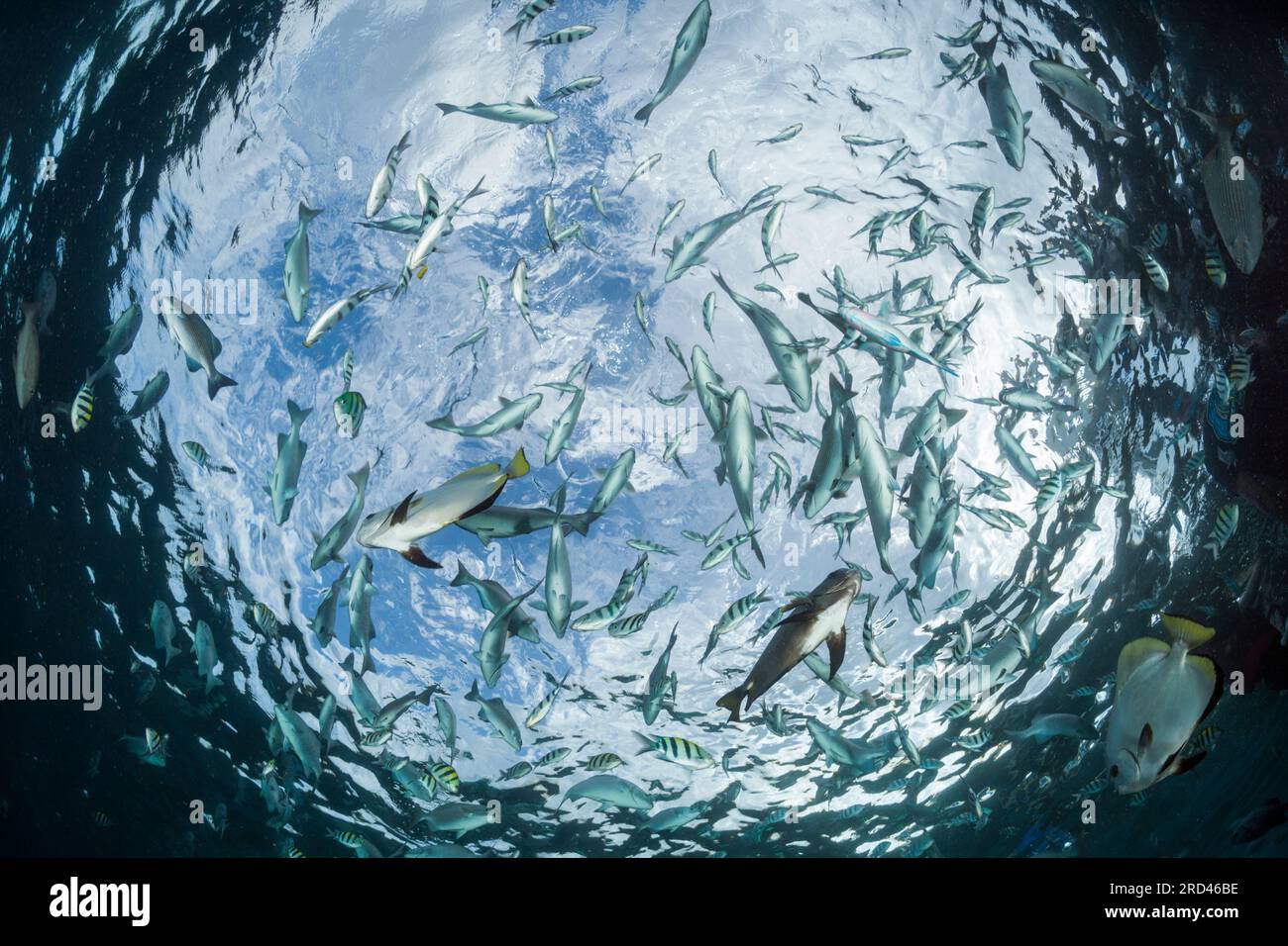 Schooling Fish at Watersurface, Raja Ampat, West Papua, Indonesia Stock Photo