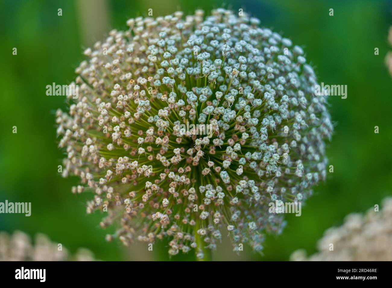 Giant garlic seedheads close up Stock Photo Alamy