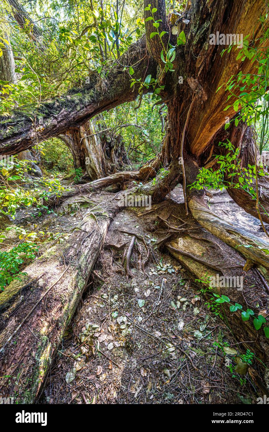 Canadian Pacific Roots Root and Stem Structures of a Tree along the Pacific Rim Trail Stock ...