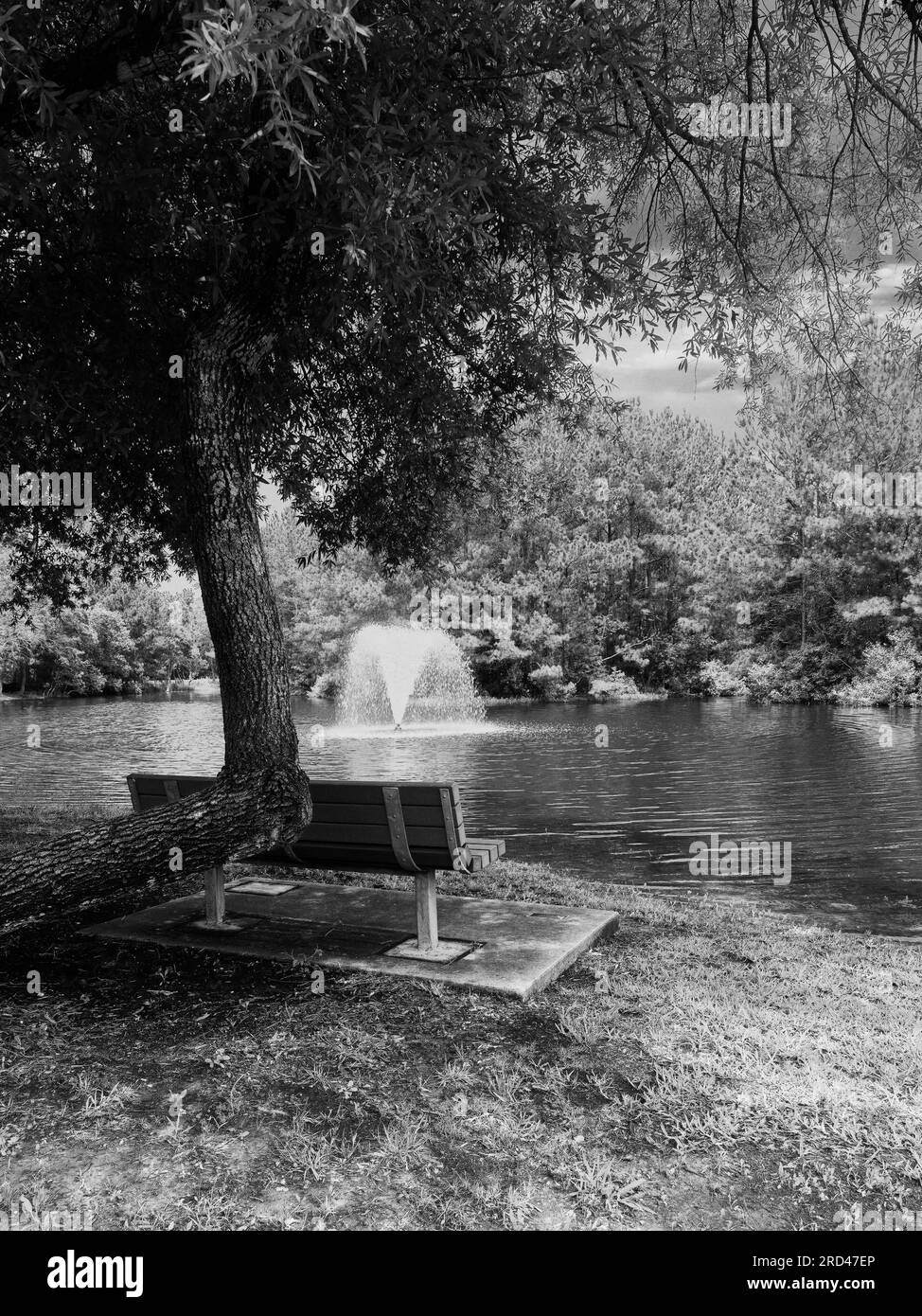 Bench by tree, pond & water fountain along a path.  I good place to rest in Black and White Stock Photo