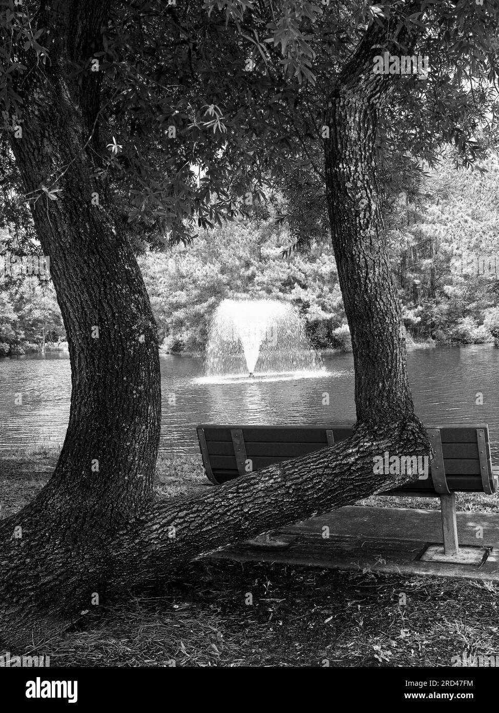 Bench by tree, pond & water fountain in a park by a walking path.  A good place to rest in Black & White Stock Photo