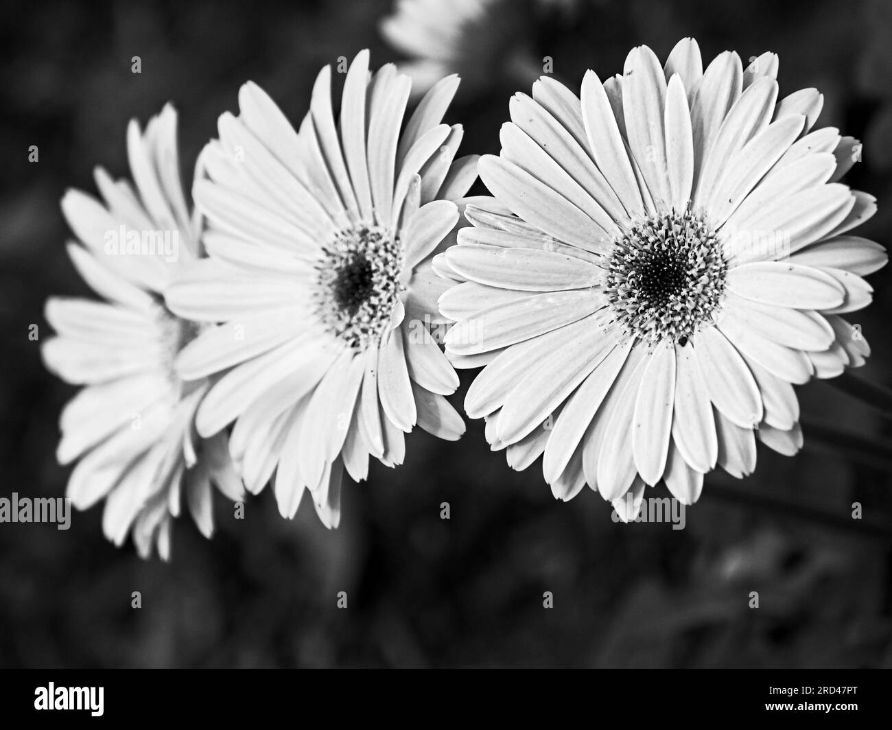 Common pink flowers Black and White Stock Photos & Images - Alamy