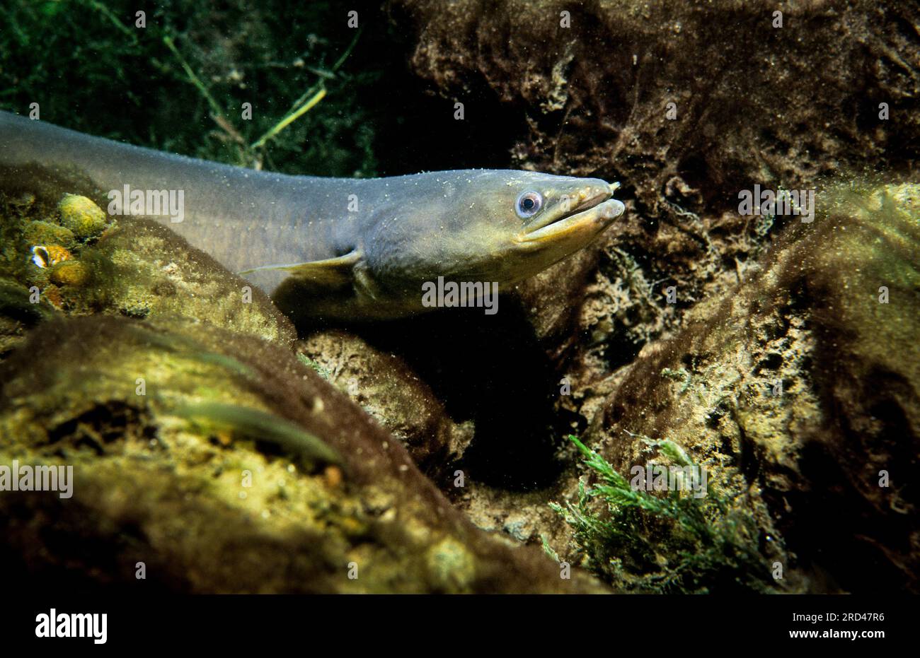 American eel Cut Out Stock Images & Pictures - Alamy